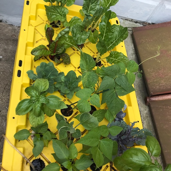 Meet your Posher, Sara Rose - Picture 6 of 12